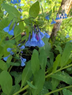 Virginia Bluebells