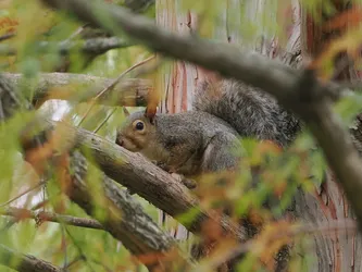 Gray Squirrel