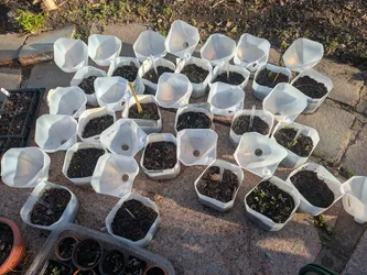 Seedlings from winter sowing