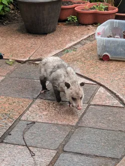 Opossum friend in the rain