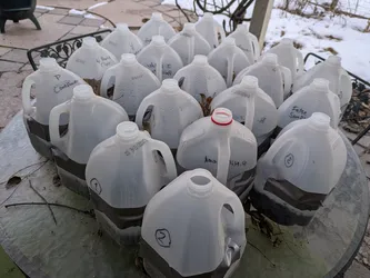 Winter sowing in milk jugs