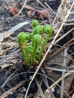 Fern emerging