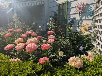 Coral peonies (non-native)