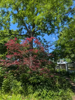 European tricolor beech under a black walnut