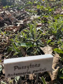 Pussytoes