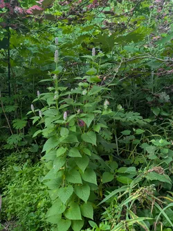 Anise hyssop