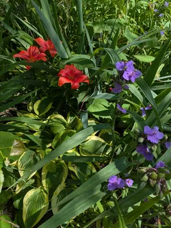 Shade garden natives and non-natives