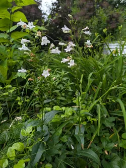 Foxglove Beardtongue