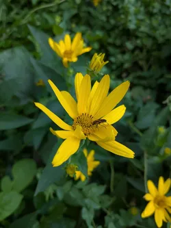 False (Ox-eye) sunflower